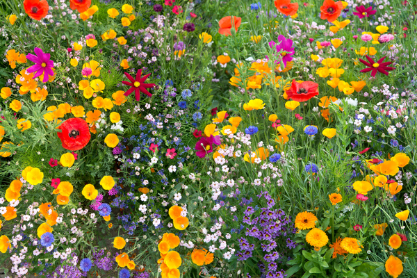 Biodiversité : La Suisse vote sur son avenir Biodiversité : La Suisse vote sur son avenir