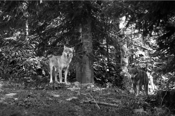 Coadaptation entre humains et loups Coadaptation entre humains et loups