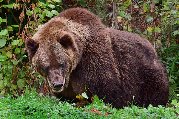 Comment gérer les ours problématiques Comment gérer les ours problématiques