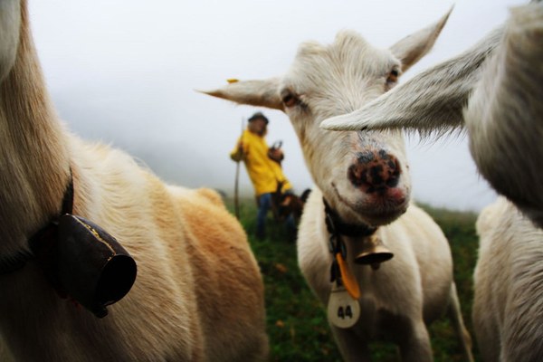 Comment protéger les animaux de ferme et les loups ? Comment protéger les animaux de ferme et les loups ?