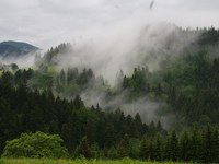Des forêts de montagne vivantes