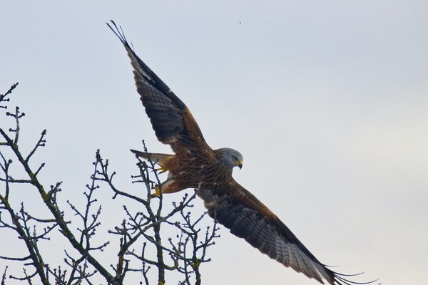 Faune sauvage, changement climatique et plomb de chasse Faune sauvage, changement climatique et plomb de chasse
