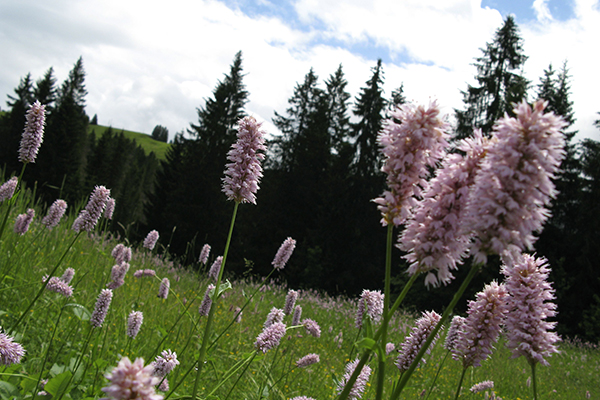La biodiversité au service de la qualité de vie La biodiversité au service de la qualité de vie