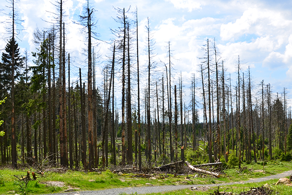 La forêt slovène en péril La forêt slovène en péril