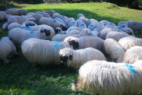 La Suisse rejette la loi sur la chasse La Suisse rejette la loi sur la chasse