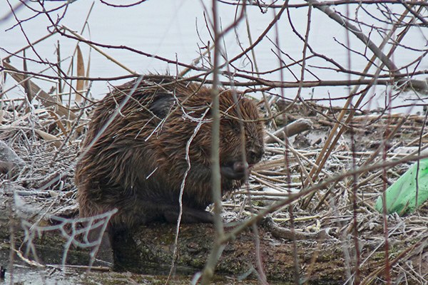 Le castor est de retour Le castor est de retour