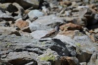 Les animaux fuient le réchauffement climatique