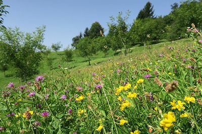 Les pollinisateurs, alliés irremplaçables de l’agriculture