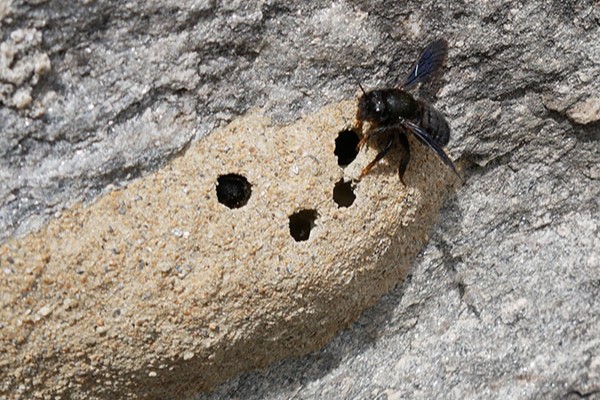 Des paradis pour les abeilles Des paradis pour les abeilles
