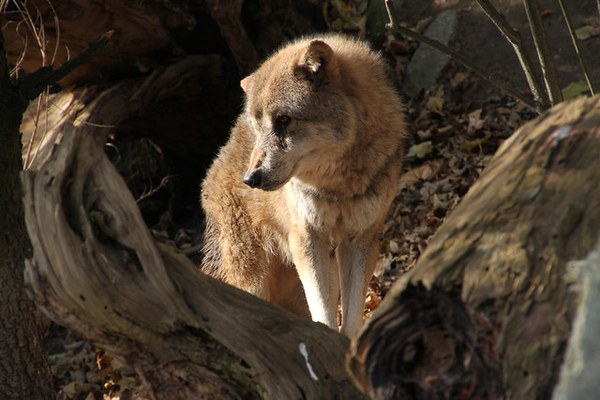 Quand les loups se déplacent Quand les loups se déplacent