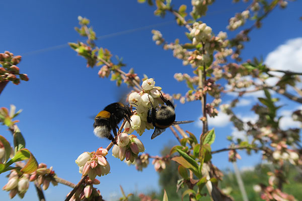 Un plaidoyer pour les abeilles sauvages Un plaidoyer pour les abeilles sauvages