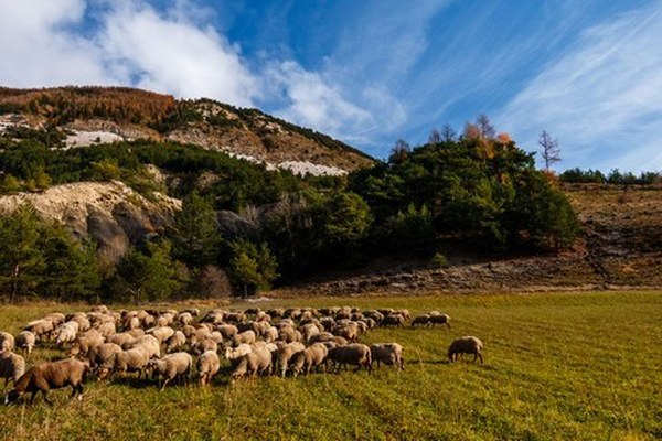 Speci'Alps en France Speci'Alps en France