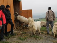 Discussione