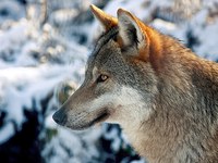 Il lupo (Canis lupus)