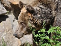 L'orso (Ursus arctos)