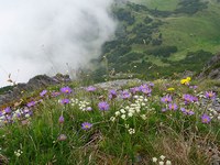 Ecologia