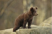 Per una gestione comune dell'orso