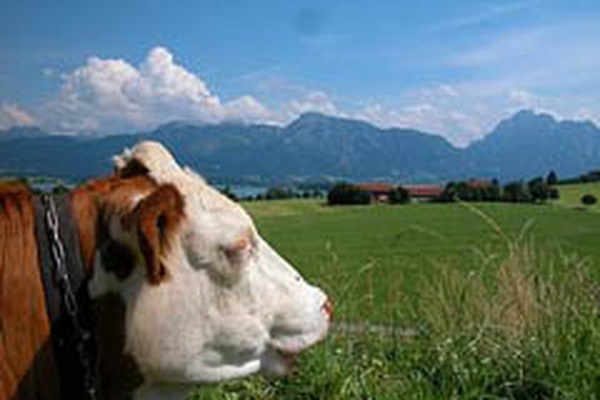 Agricoltura di montagna e aree rurali Agricoltura di montagna e aree rurali