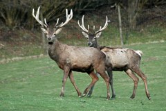 La Baviera programma nuovi ponti verdi per la fauna selvatica La Baviera programma nuovi ponti verdi per la fauna selvatica