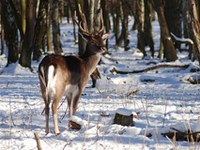 Dal foraggiamento invernale al foraggiamento d'emergenza per i cervi del Liechtenstein