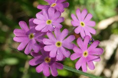 Perdita di specie nelle zone umide della Svizzera Perdita di specie nelle zone umide della Svizzera