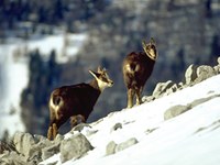 Nuova pubblicazione: Mountain Biodiversity and Climate Change