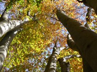 Gli eventi climatici estremi influenzano la distribuzione delle specie arboree