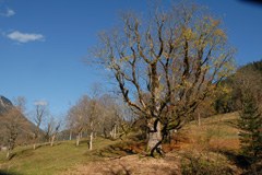 Berchtesgaden - Salisburgo: migliorare la rete ecologica delle grandi aree erbose Berchtesgaden - Salisburgo: migliorare la rete ecologica delle grandi aree erbose