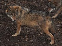 Traversata delle Alpi per promuovere le reti ecologiche