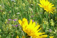 La biodiversità sotto i riflettori