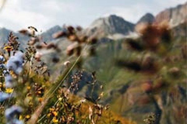 Comunicato stampa della CIPRA sulla relazione annuale 2009 «Biodiversità nelle Alpi»