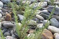 La Myricaria germanica è causa di un reclamo UE contro l'Austria