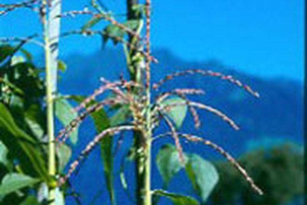 "Gene save": conservazione delle risorse genetiche agricole "Gene save": conservazione delle risorse genetiche agricole