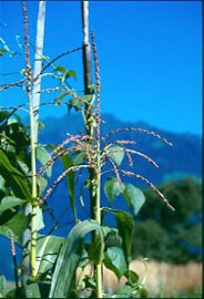 "Gene save": conservazione delle risorse genetiche agricole