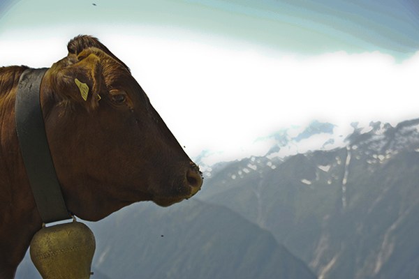Alpeggi: affitti alle stelle e pascoli non utilizzati. Alpeggi: affitti alle stelle e pascoli non utilizzati.