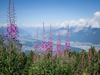 Alpi  – sempre più verdi e più calde
