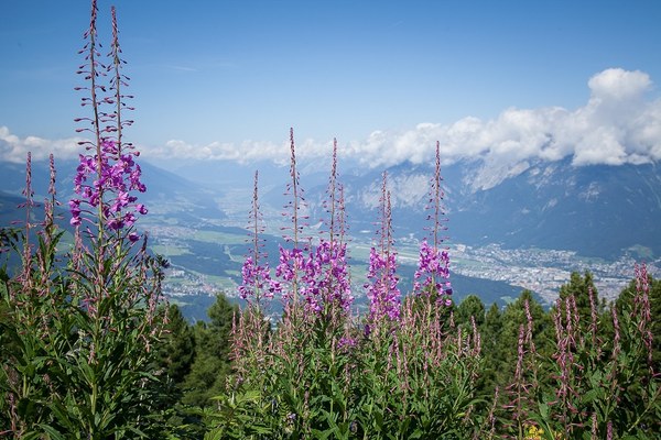 Alpi – sempre più verdi e più calde Alpi – sempre più verdi e più calde