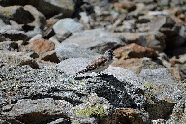 Fauna alpina – specie in crisi per i cambiamenti climatici Fauna alpina – specie in crisi per i cambiamenti climatici