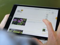 Giornata mondiale delle api: consigli per i comuni