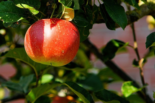 Impollinare i fiori di melo: chi farà il lavoro? Impollinare i fiori di melo: chi farà il lavoro?