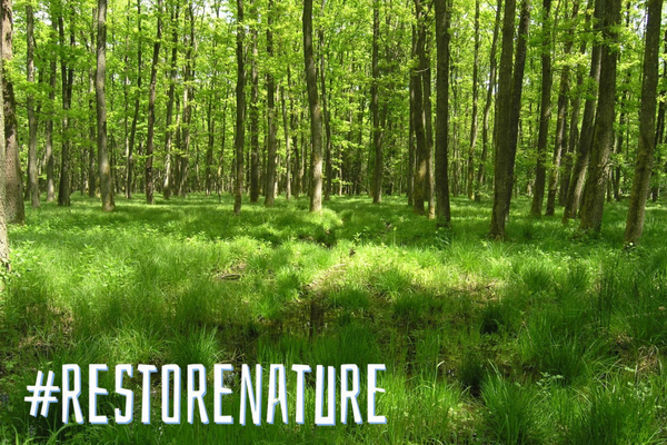 La legge europea sul ripristino della natura è a rischio? La legge europea sul ripristino della natura è a rischio?