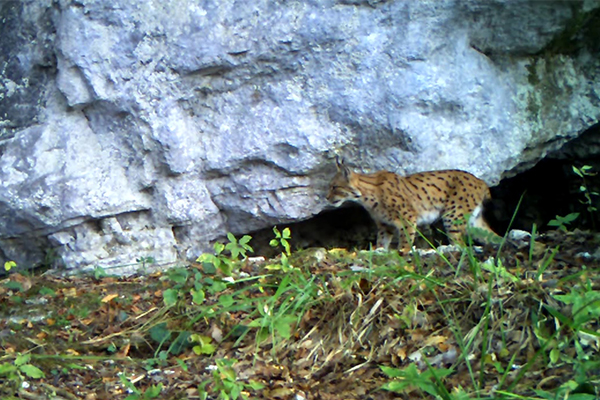 Lince, un gattone meritevole di protezione Lince, un gattone meritevole di protezione