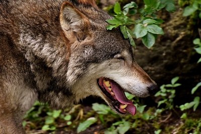 Lupo: serve una discussione aperta sui valori