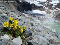 Piante alpine: longeve e in pericolo di estinzione