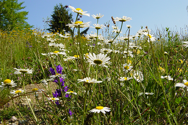 Quanto è efficiente la tutela della natura da parte dell’UE? Quanto è efficiente la tutela della natura da parte dell’UE?