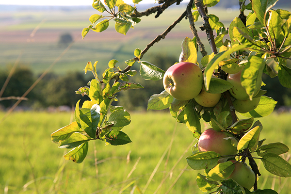 Verso una frutticoltura senza (o con meno) pesticidi Verso una frutticoltura senza (o con meno) pesticidi