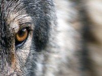 Trasferimento di conoscenze sul coadattamento tra uomo e lupo nella regione alpina