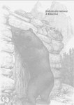Rapporto Orso 2009