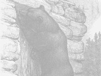 Rapporto Orso 2009