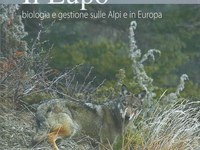 Il Lupo